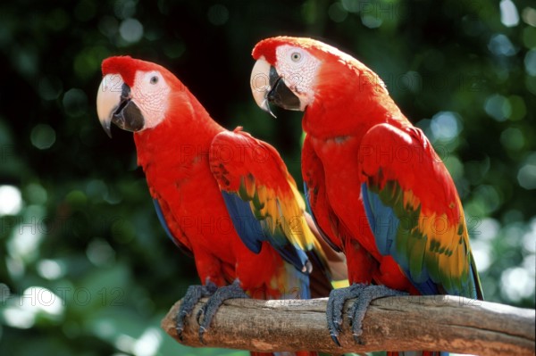 Scarlet macaw (Ara macao)