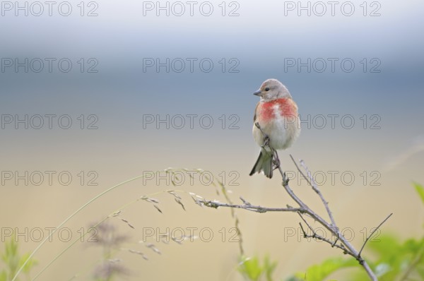 Blood linnet, male, Dingdener Heide nature reserve, North Rhine-Westphalia, Germany, Europe