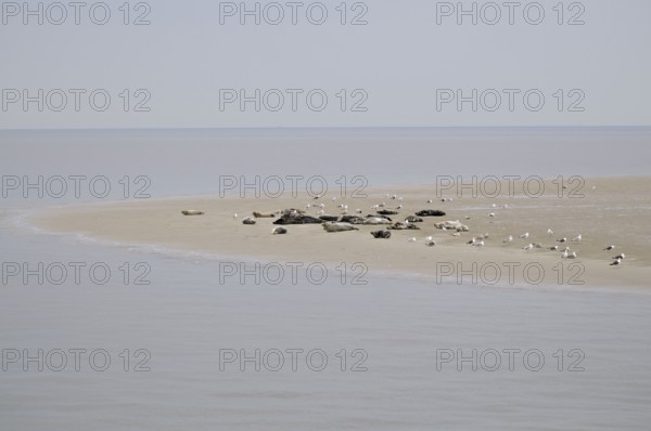 Harbor seals (Phoca vitulina) and grey seals (Halichoerus grypus), on sandbank at low tide, Texel Island, North Holland, Netherlands