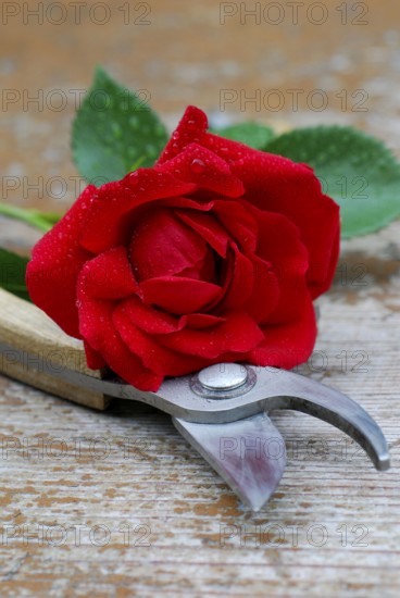 Rose, Climbing rose sympathy, Rose shears, Garden shears