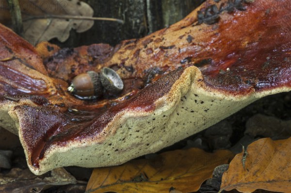 Beefsteak fungus, beefsteak polypore (Fistulina hepatica) ox tongue close up showing underside