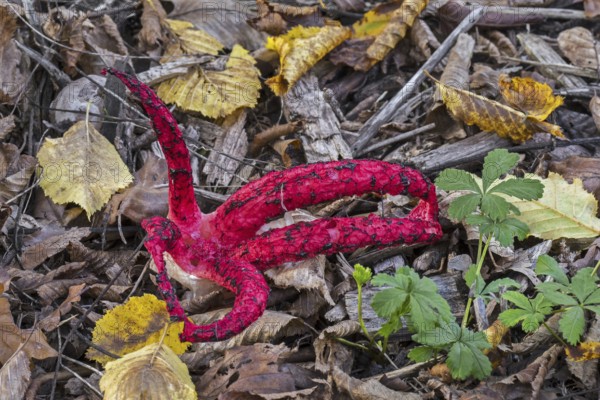 Octopus stinkhorn (Clathrus archeri), devil's fingers (Lysurus archeri) invasive fungus in Europe but endemic to Africa, New Zealand and Australia