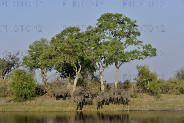 Elephant (Loxodonta africana) herd on the Cuando River, Bwabwata National Park, Zambezi Region, Caprivi Strip, Namibia, Africa