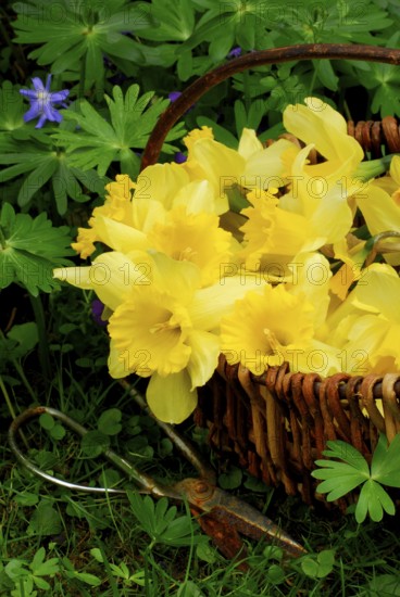 Daffodils (Narcissus) in the basket