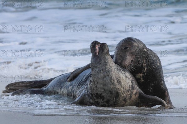 Grey seals, Dune Island Helgoland, Schleswig-Holstein, Germany, Europe