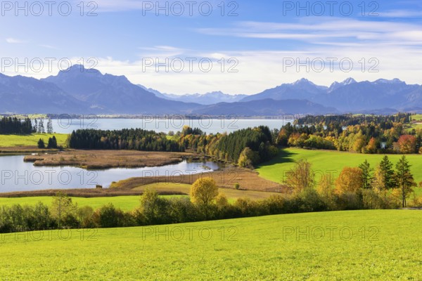 View of the Forggensee, Allgäu Alps, Allgäu, Bavaria, Germany, Europe