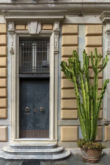 Large cactus Euphorbia (Euphorbia accuriensis) next to an entrance door, Genoa, Italy, Europe