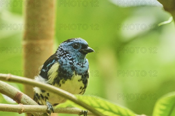 Turquoise tanager (Tangara mexicana) sitting on a branch, Bavaria, Germany, Europe