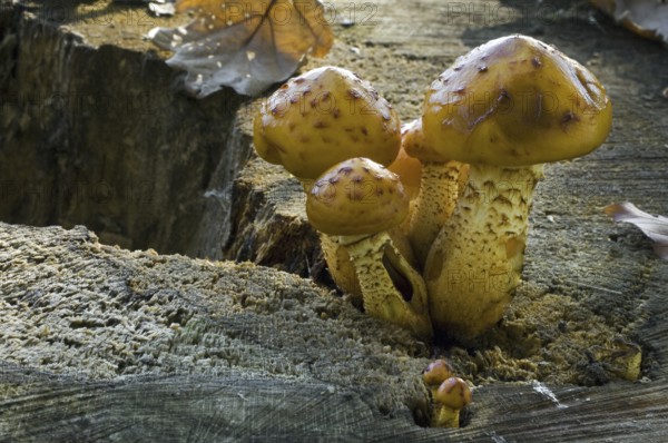 Golden scalycap (Pholiota aurivella) toadstools on beech tree