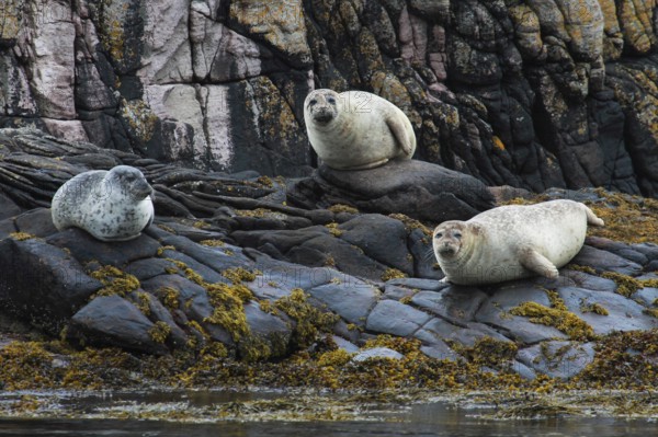 Grey seal, Halichoerus grypus, Northumberland, England, Great Britain