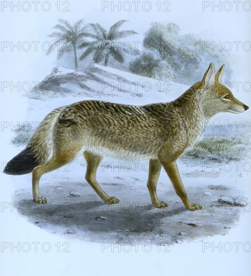 African golden wolf (Canis anthus), Historic, digitally restored reproduction of an original from the 19th century, exact date unknown