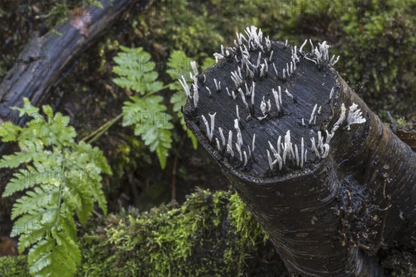 Fruit bodies of candlestick fungus (Xylaria hypoxylon), candlesnuff fungus, carbon antlers, stag's horn fungus growing on decaying tree stump