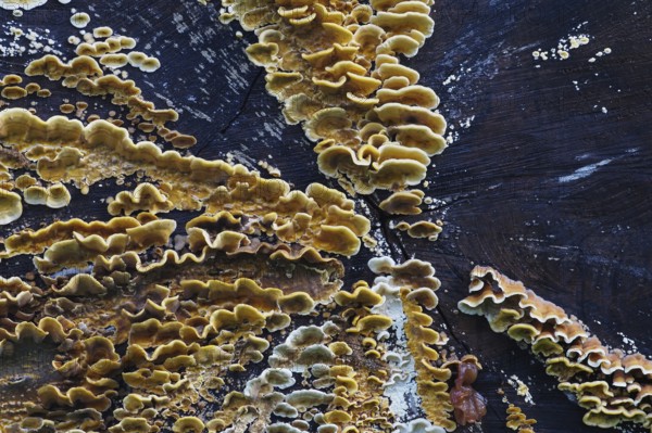 Hairy stereum (Stereum hirsutum), Hesse, Germany, Europe