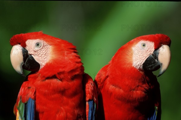 Scarlet macaw (Ara macao)