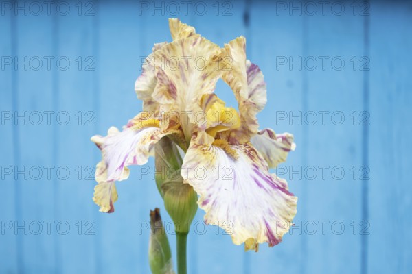 Beautiful multicolored iris flower on blue wooden background bloom in the garden. Close up, fragility and summer concept