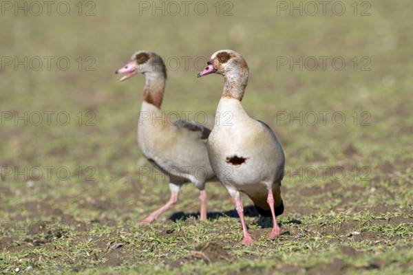 Egyptian goose (Alopochen aegyptiaca), two adult birds, pair, Wesel, Lower Rhine, North Rhine-Westphalia, Germany, Europe