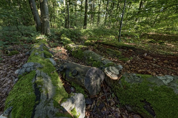 Dead common beeches (Fagus sylvatica), dead wood, moss, Tinder Fungus (Fomes fomentarius), beech forest, Hoherodskopf summit, Tertiary volcano, Schotten, Vogelsberg Volcanic Region nature park Park, Hesse, Germany, Europe