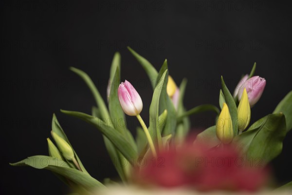 An arrangement of pink and yellow tulips against a black background, Germany, Europe