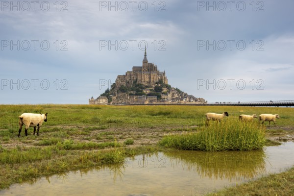 Mont Saint Michel, rocky monastery island in the Wadden Sea, sheep, Le Mont Saint Michel, Normandy, France, Europe