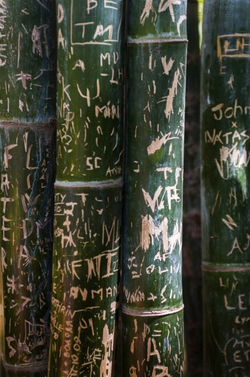 Bamboo, trunk with carved signs, message, plant, Marrakech, Morocco, Africa