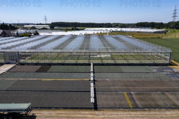 Horticultural business, irrigation with a sprinkler system, mobile on wheels in the open air, greenhouse, various types of potted plants grow here to be sold in flower shops, supermarkets, DIY stores, garden centres, North Rhine-Westphalia, Germany, Europe