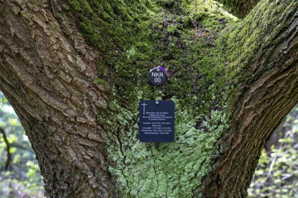 Cemetery forest, burial place in the forest, in biodegradable urns, under trees, Niederkrüchten, North Rhine-Westphalia, Germany, Europe