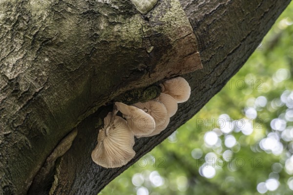 Ringed beech slime moulds (Oudemansiella mucida) on old copper beech (Fagus sylvatica), Emsland, Lower Saxony, Germany, Europe