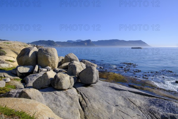 Boulders Penguin Colony, Simons Town, Cape Town, Cape Island, South Africa, Africa