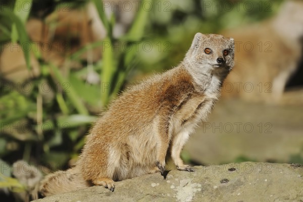 Yellow mongoose (Cynictis penicillata), captive, occurrence in Africa