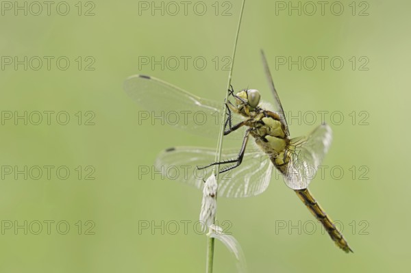 Black-tailed skimmer (Orthetrum cancellatum), female, North Rhine-Westphalia, Germany, Europe