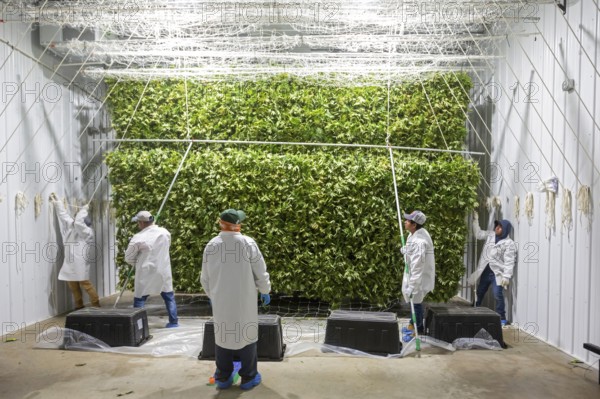 Paw Paw, Michigan, Migrant farmworkers at Grasshopper Farms hang the newly-harvested cannabis on nets to dry