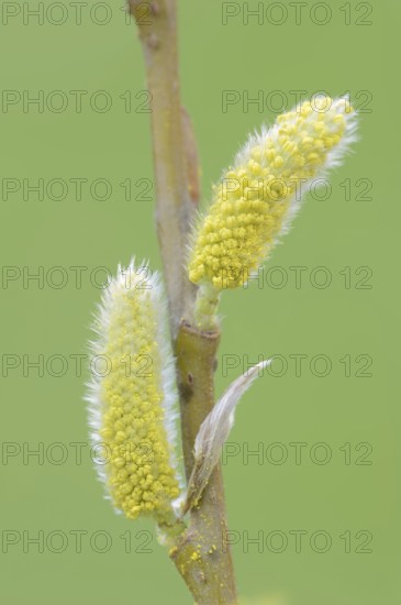 White willow (Salix alba), male flowers in spring, willow catkins, North Rhine-Westphalia, Germany, Europe