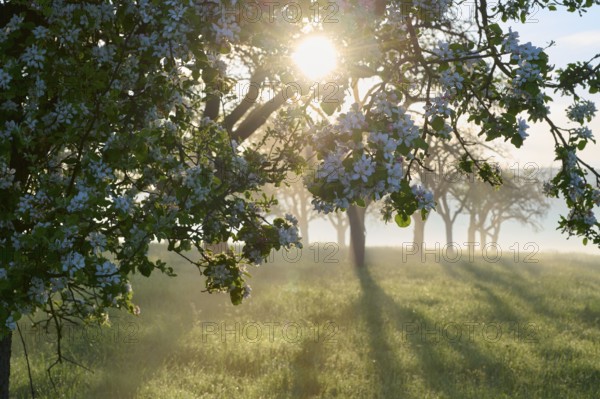 Morning sun shining through blossoming apple trees in a meadow, the atmosphere is peaceful and spring-like, spring, Schmachtenberg, Miltenberg, Spessart, Germany, Europe