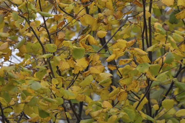 Common hazel (Corylus avellana) tree with yellow leaves in the autumn, Suffolk, England, United Kingdom, Europe