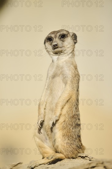 Meerkat (Suricata suricatta) standing on a little hill, captive, distribution Africa