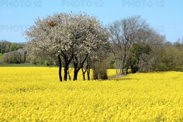 Flowering hawthorn trees in rapeseed field at Stenberget, Skurup municipality, Scania, Sweden, Scandinavia, Europe