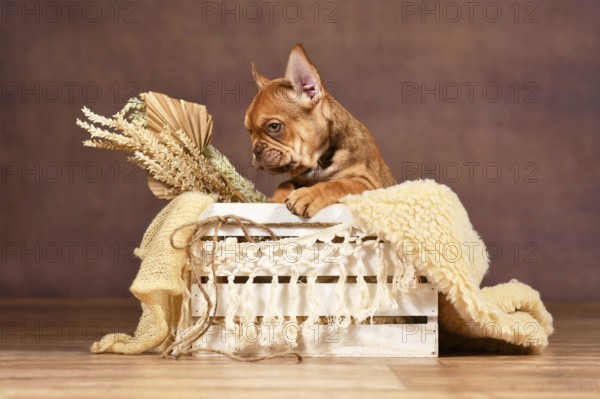 Mocca French Bulldog dog puppy sitting in box with natural boho style decoration in front of brown background