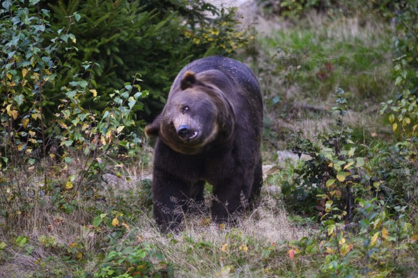 Brown bear (Ursus arctos) shaking its head, captive, Neuschönau enclosure, Bavarian Forest National Park, Bavaria, Germany, Europe