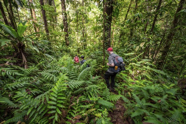 Young man on a hiking trail in the rainforest, tourist hiking in the tropical rainforest through dense vegetation, Corcovado National Park, Osa Peninsula, Puntarena Province, Costa Rica, Central America