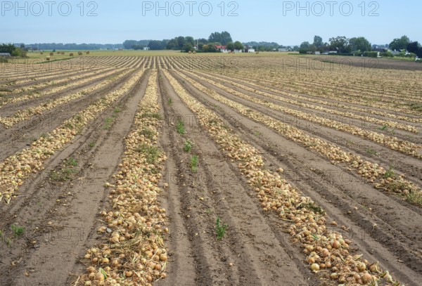 Harvested yellow onions in rows for drying in the field on Ingelstorp, Ystad Municipality, Skåne County, Sweden, Scandinavia, Europe