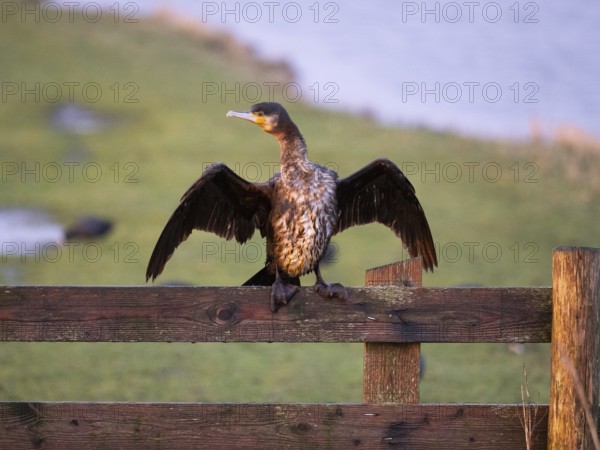 Great Cormorant (Phalacrocorax carbo), immature, sitting on wooden fence, drying its wings, island Texel, Holland