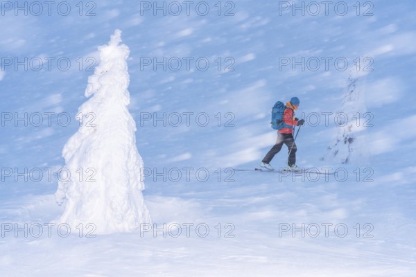 Skiers in the snow, Dundret Nature Reserve, Gällivare, Norrbotten, Lapland, Sweden, Sweden, Scandinavia, Europe