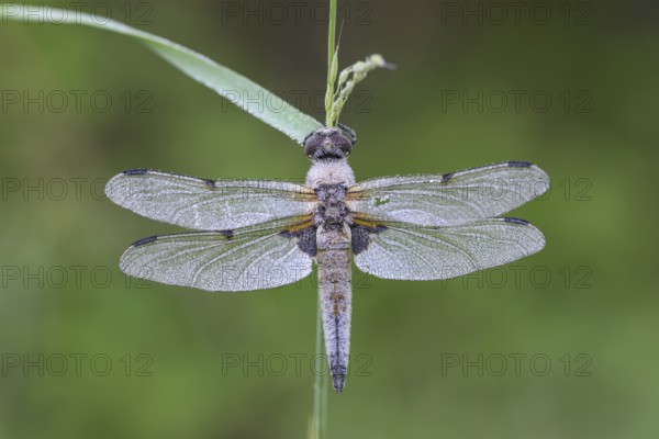 Four-spotted chaser (Libellula quadrimaculata), resting, in a meadow, with dewdrops, morning, Bottrop, Ruhr area, North Rhine-Westphalia, Germany, Europe