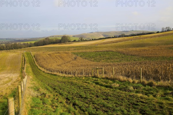 Chalk landscape view to Lansdowne monument, Cherhill, North Wessex Downs, Wiltshire, England, UK near Calstone Wellington