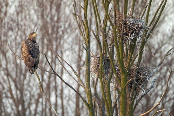 White-tailed eagle (Haliaeetus albicilla) Bird of prey, foraging in a cormorant colony, nest, eyrie, hunting, Middle Elbe Biosphere Reserve, Saxony-Anhalt, Germany, Europe