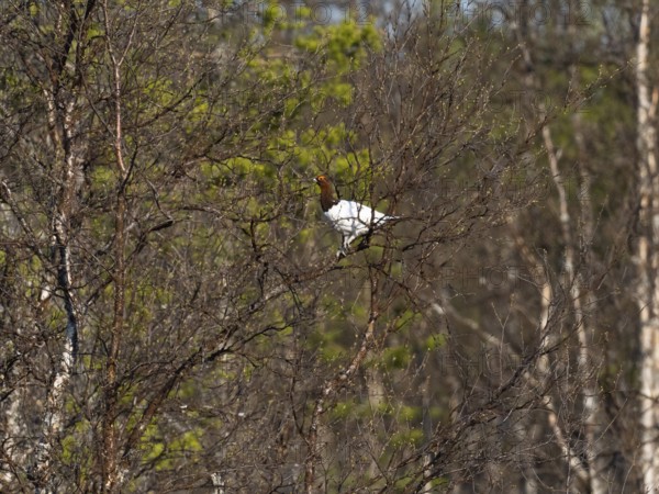 Willow ptarmigan (Lagopus lagopus) male, in summer plumage, perched in a Hairy Birch tree, (Betula pubescens), May, Finnish Lapland