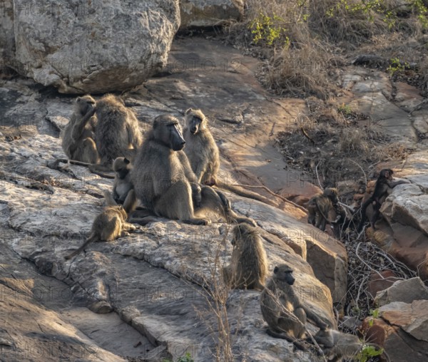 Herd of chacma baboons (Papio ursinus), animal family with adults and cubs, sitting on stones, Kruger National Park, South Africa, Africa