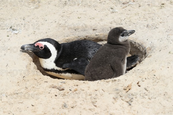 African penguin (Spheniscus demersus), adult with young, at the nest, Boulders Beach, Simonstown, Western Cape, South Africa, Africa