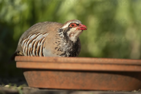 Red legged partridge (Alectoris rufa) adult bird drinking water from a garden plant pot saucer in the summer, Suffolk, England, United Kingdom, Europe