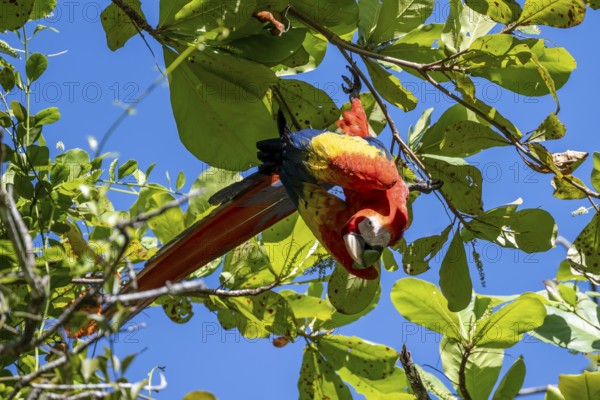 Scarlet macaws (Ara macao) in bengal almond (Terminalia catappa), Puntarenas province, Costa Rica, Central America